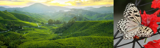 LA MALAISIE ENCHANTÉE