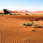 Namibie - Désert de Namib