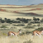 Namibie - Solitaire