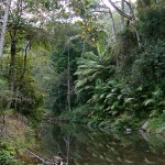 Australie - Queensland - Rain Forest 2