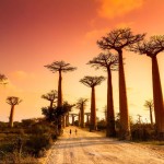 Madagascar - l'Allée des Baobabs