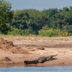 Zimbabwe - Fleuve Zambere - Crocodile